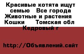 Красивые котята ищут семью - Все города Животные и растения » Кошки   . Томская обл.,Кедровый г.